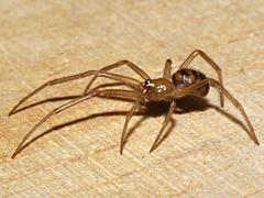 False Black Widow